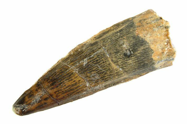 Fossil Spinosaurus Tooth - Real Dinosaur Tooth #354724